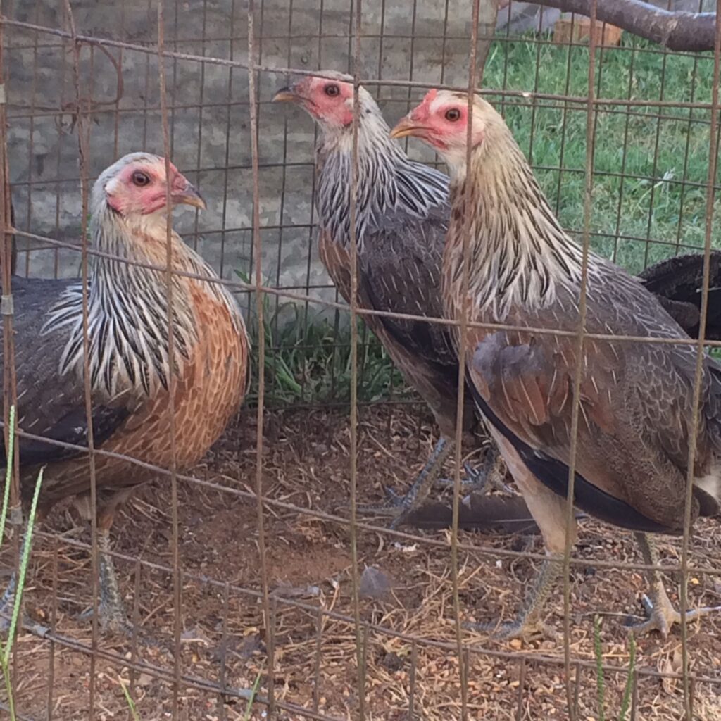 Regular Grey Hen My Game Fowl