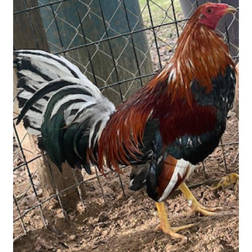 Pure Cowan Roundhead My Game Fowl